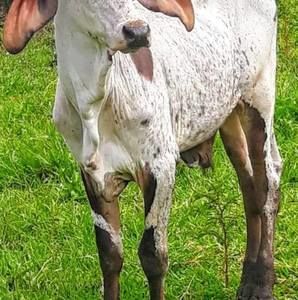 Meet your Posher, Leonel